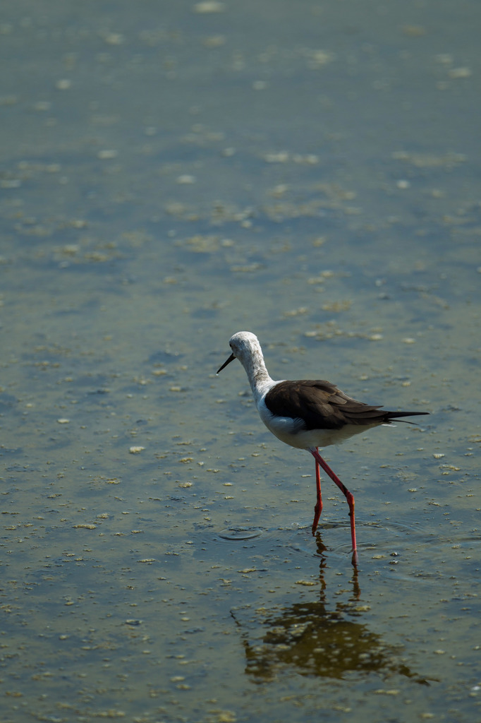 ｾｲﾀｶｼｷﾞ