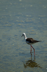 ｾｲﾀｶｼｷﾞ