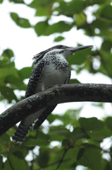 撮ったまんまのヤマセミ2