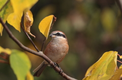 モズ。秋色