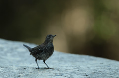 カワガラスの子供