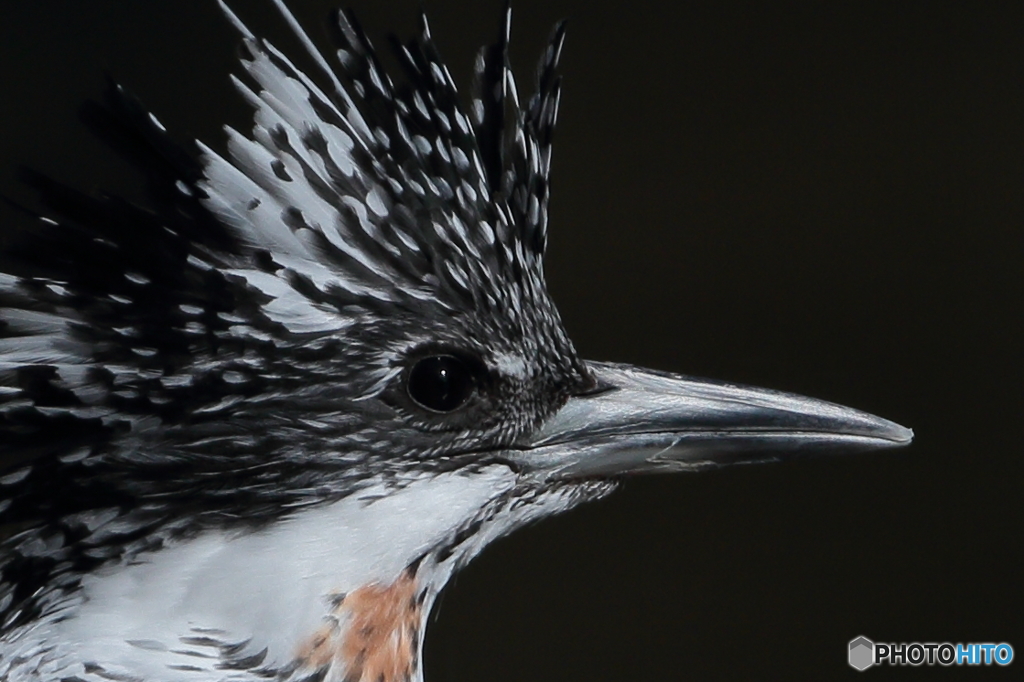 ヤマセミ(ほぼ100%)