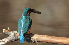 カワセミの背中