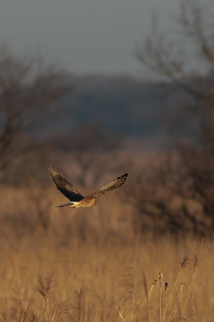 ハイイロチュウヒ雌