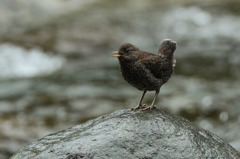カワガラス雛