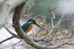お花見カワセミ