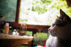 犬の散歩中に出会った猫ちゃん