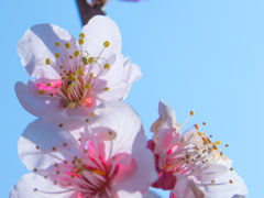 花びらに潜む