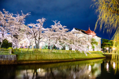 公園の夜桜