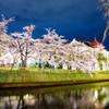 公園の夜桜