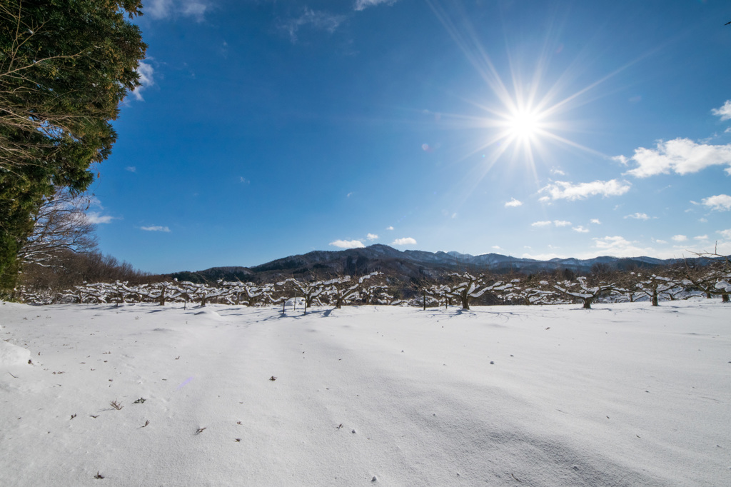 柿の山と金峰山