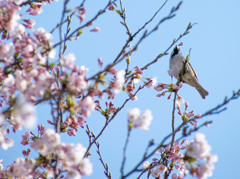 くちばしに蕾