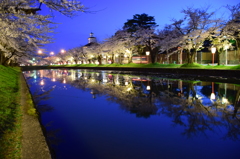 鶴岡公園の夜桜1