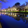 鶴岡公園の夜桜1