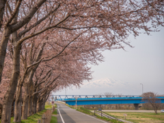 桜並木