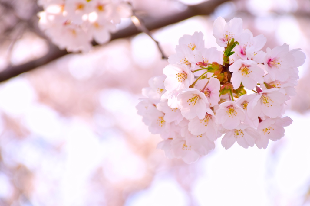 庭の桜