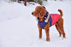 生まれて初めての雪