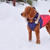 生まれて初めての雪