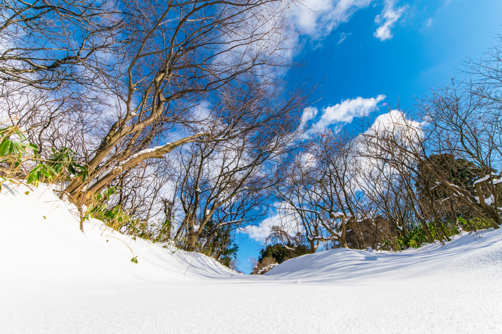 地元の山