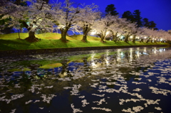 鶴岡公園の夜桜2