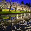 鶴岡公園の夜桜2