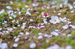 桜 来年も宜しく