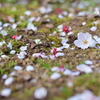 桜 来年も宜しく