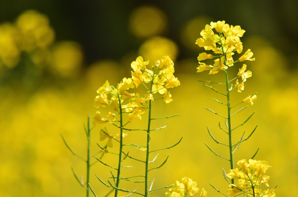 菜の花