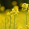 菜の花