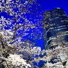 都心の桜