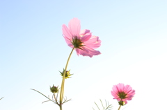 秋桜