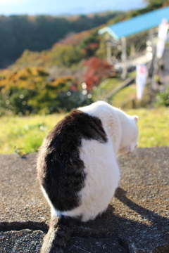 猫