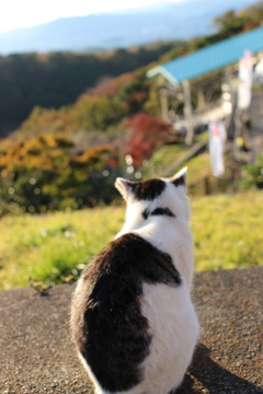 哀愁