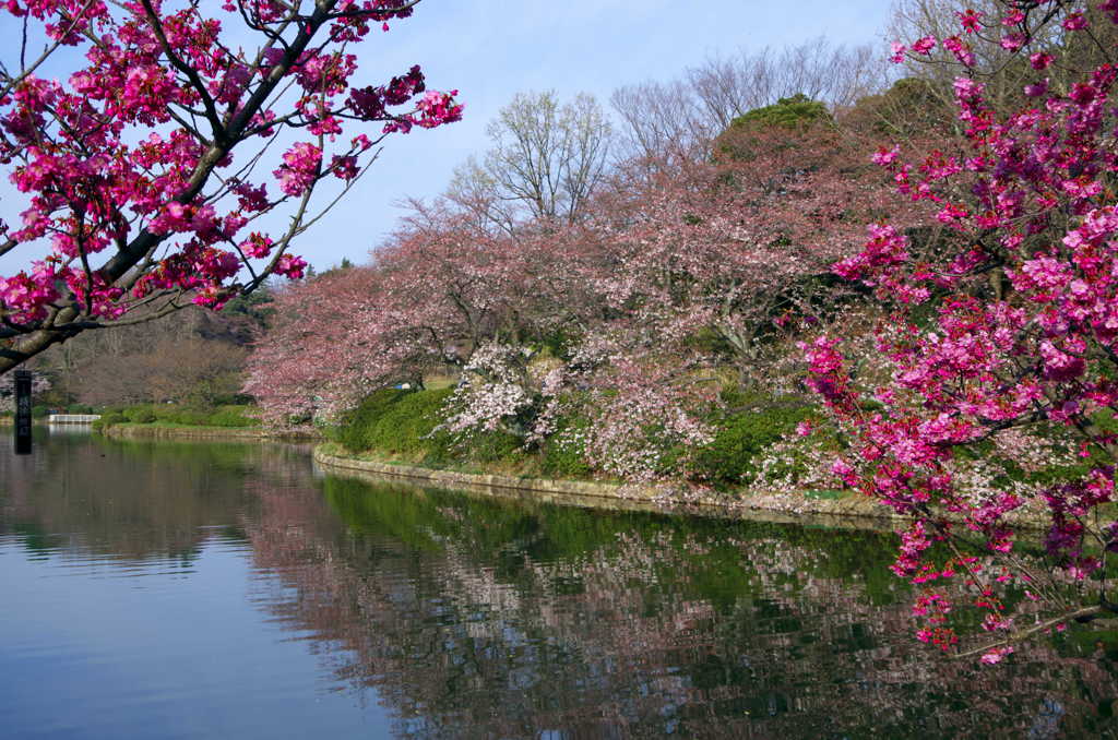 見慣れた池、3月