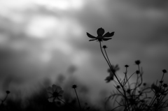 秋桜