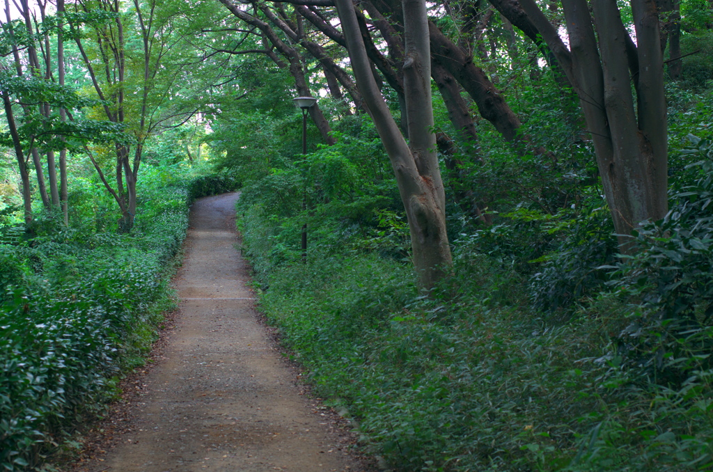 散歩道