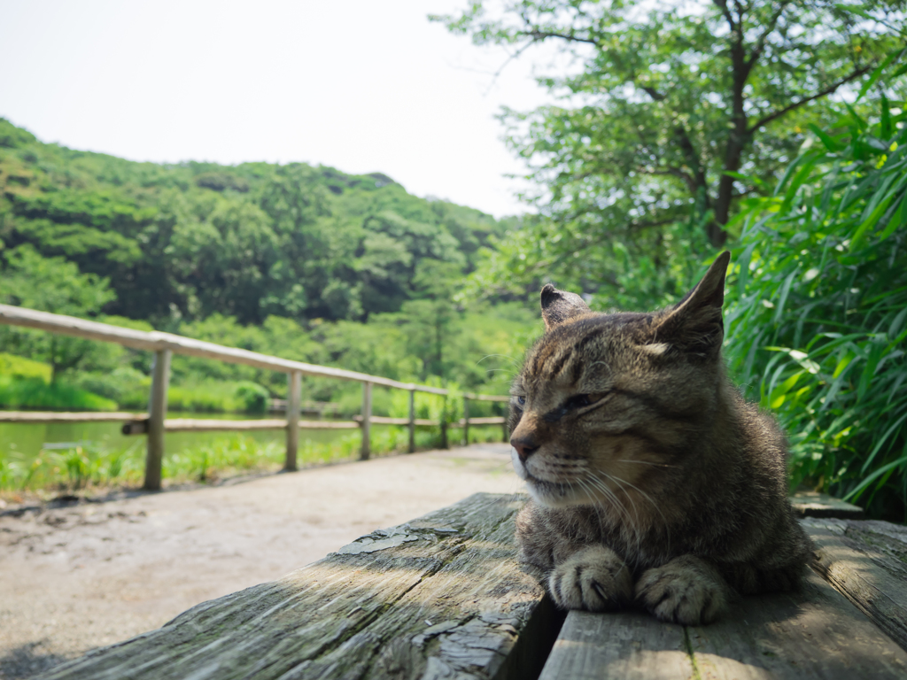 あの娘、今何してるかなあ