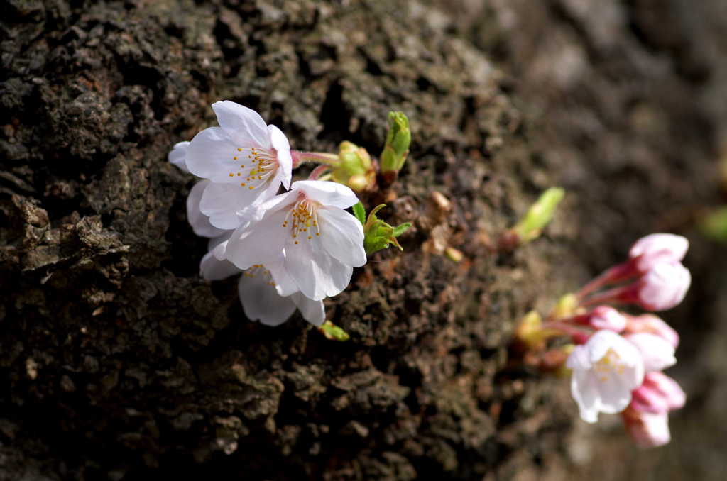 幹の桜