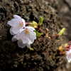 幹の桜