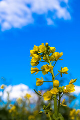 菜の花