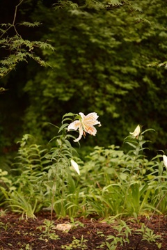 山百合