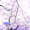 紫に染まる