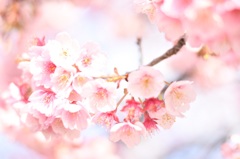 早咲き桜1