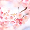 早咲き桜1