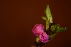 桃花灼灼
