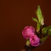 桃花灼灼