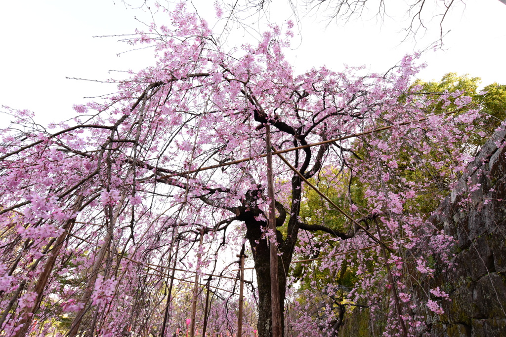 枝垂桜 伍