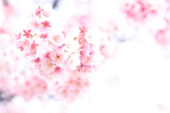 ハートの桜