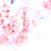 ハートの桜