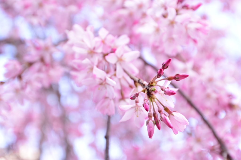 枝垂桜 壱